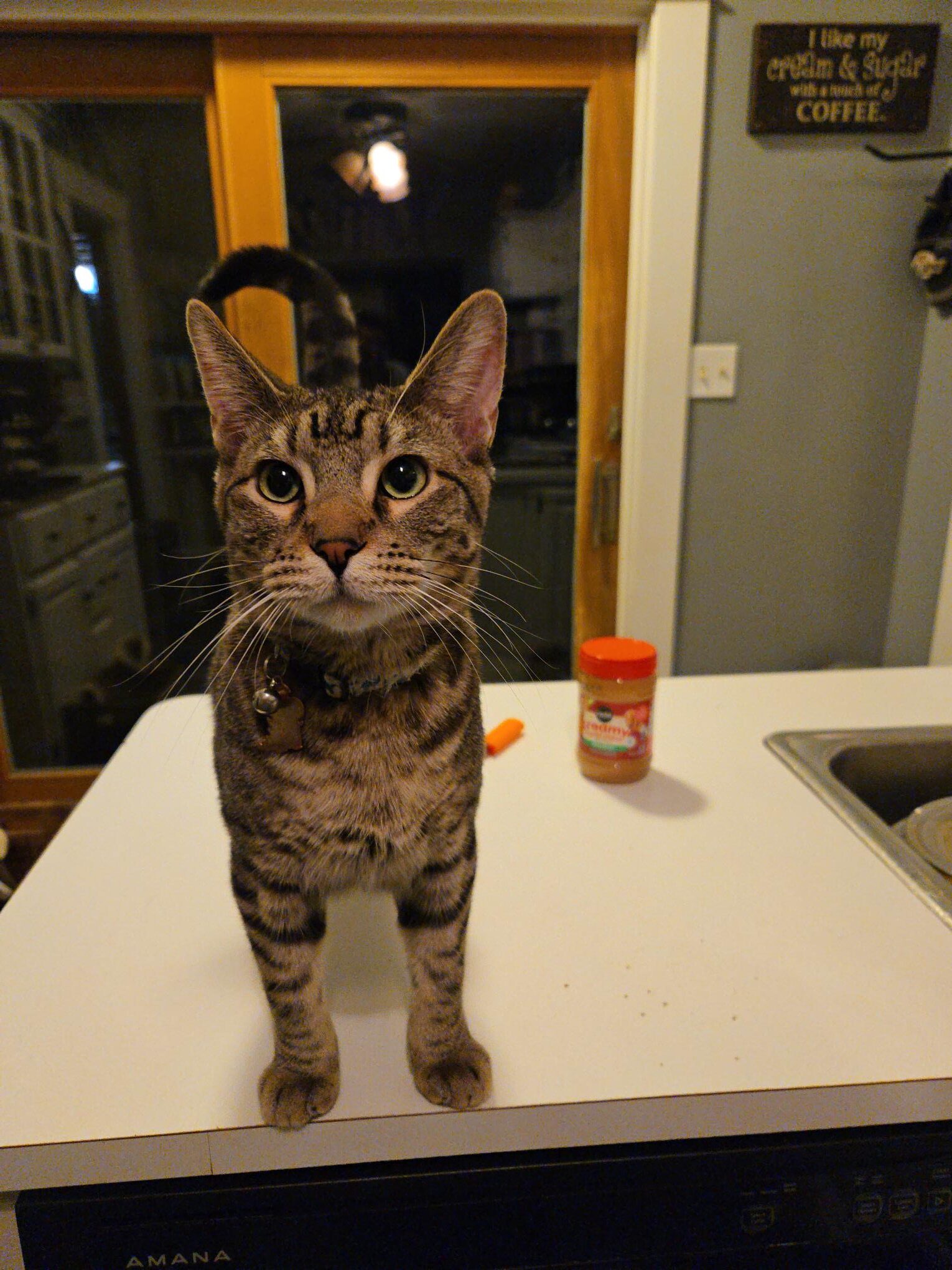 From Homelessness to Celebrity for Sluggy the Cat